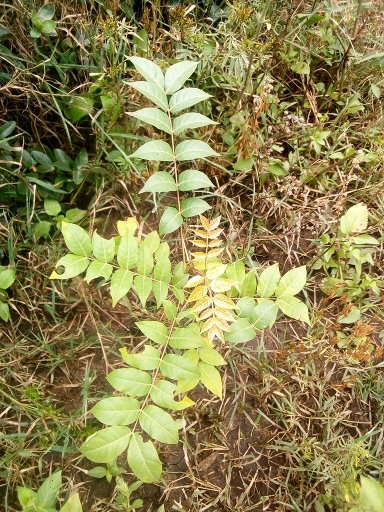 seedling