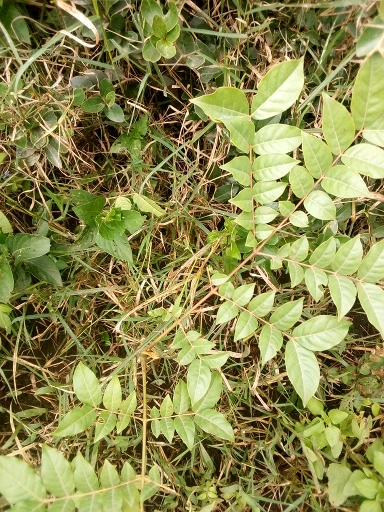 seedling