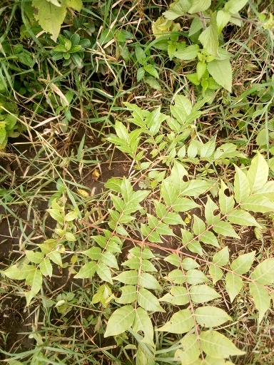 seedling