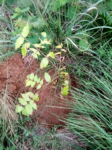 seedling