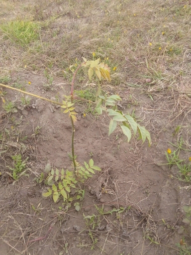 seedling