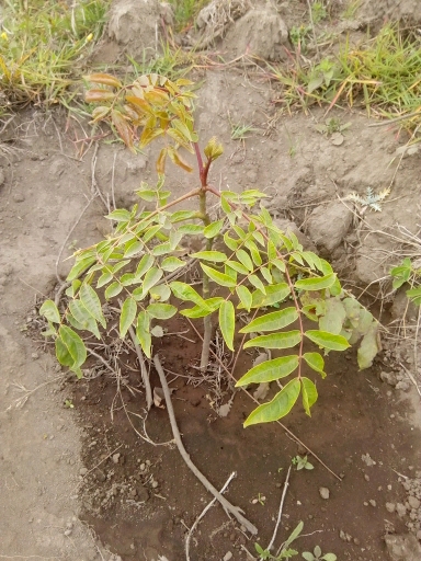 seedling