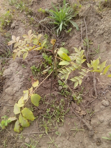 seedling