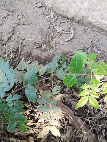 seedling