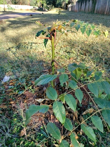 seedling