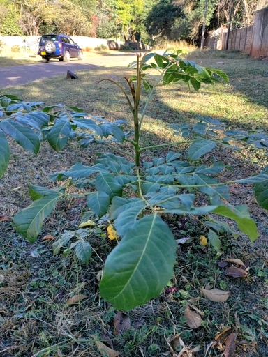seedling