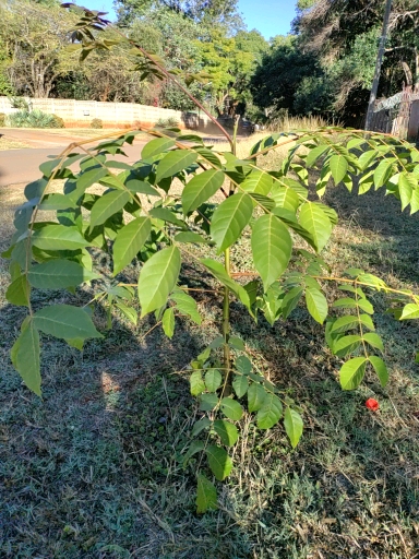 seedling