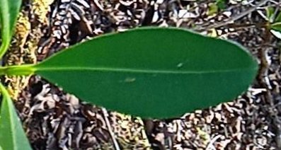 seedling