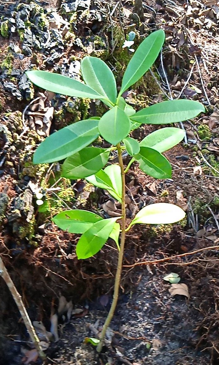 seedling