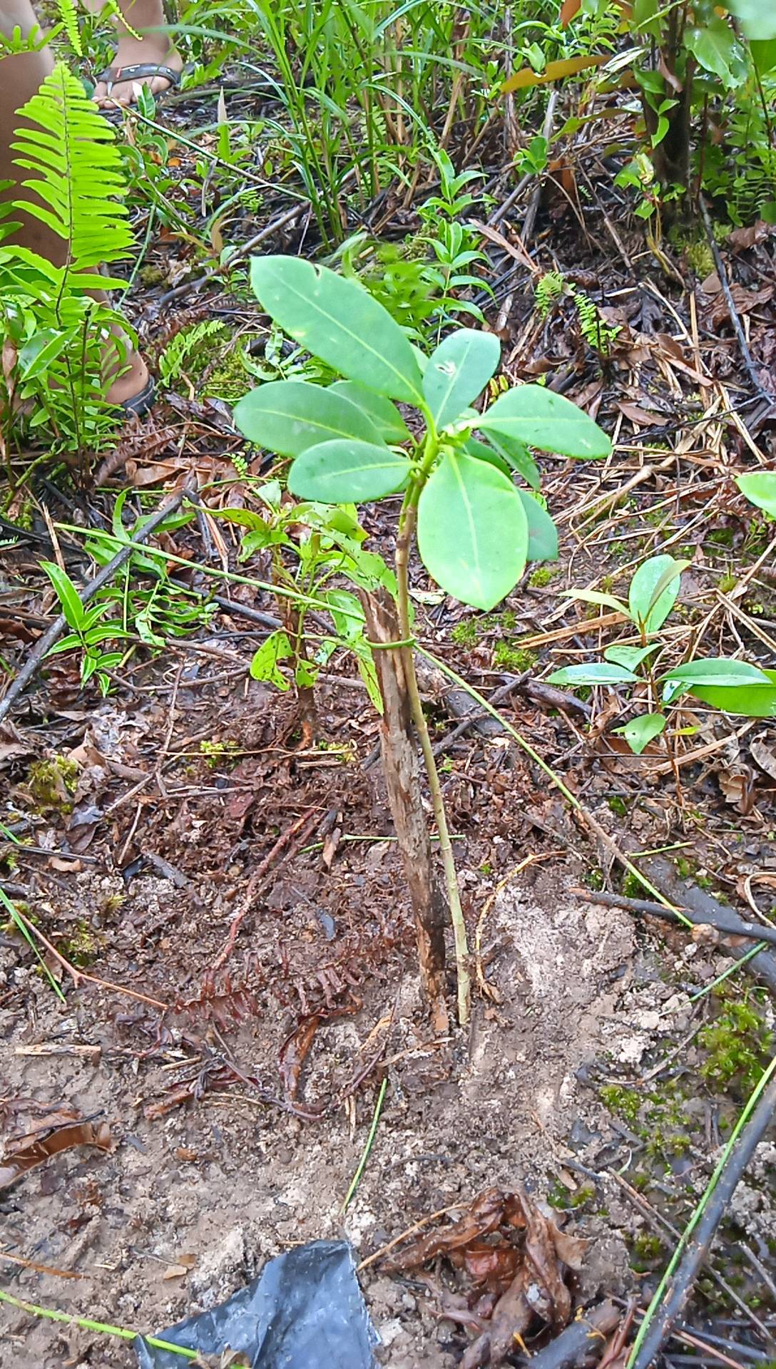 seedling