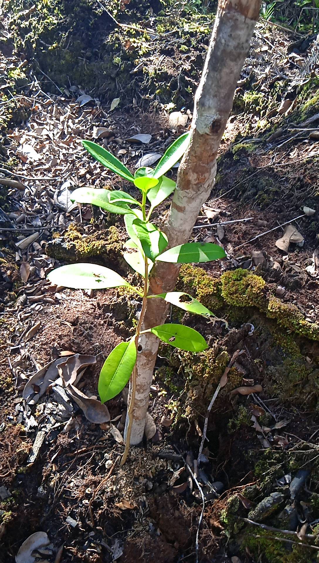 seedling