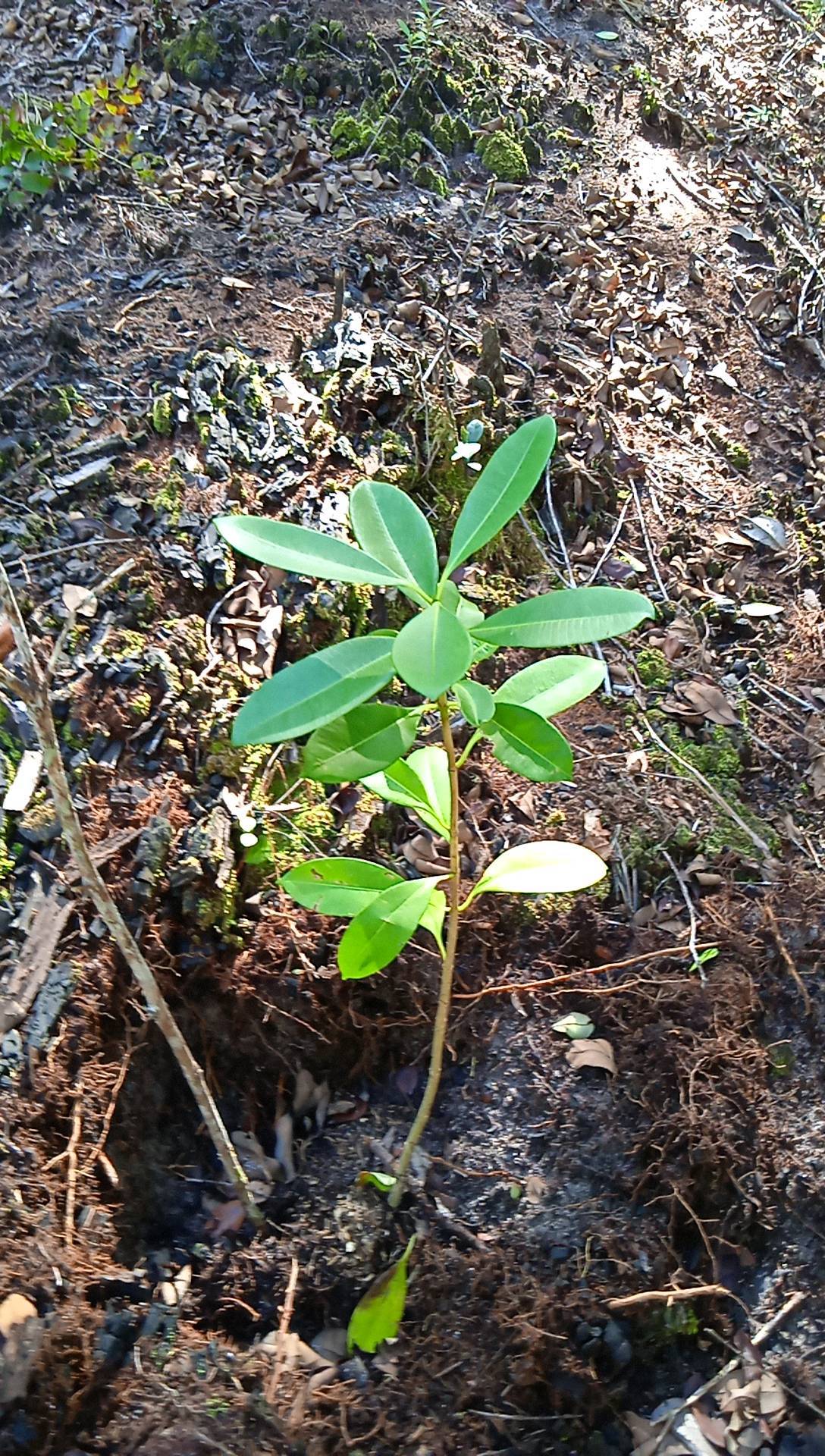 seedling