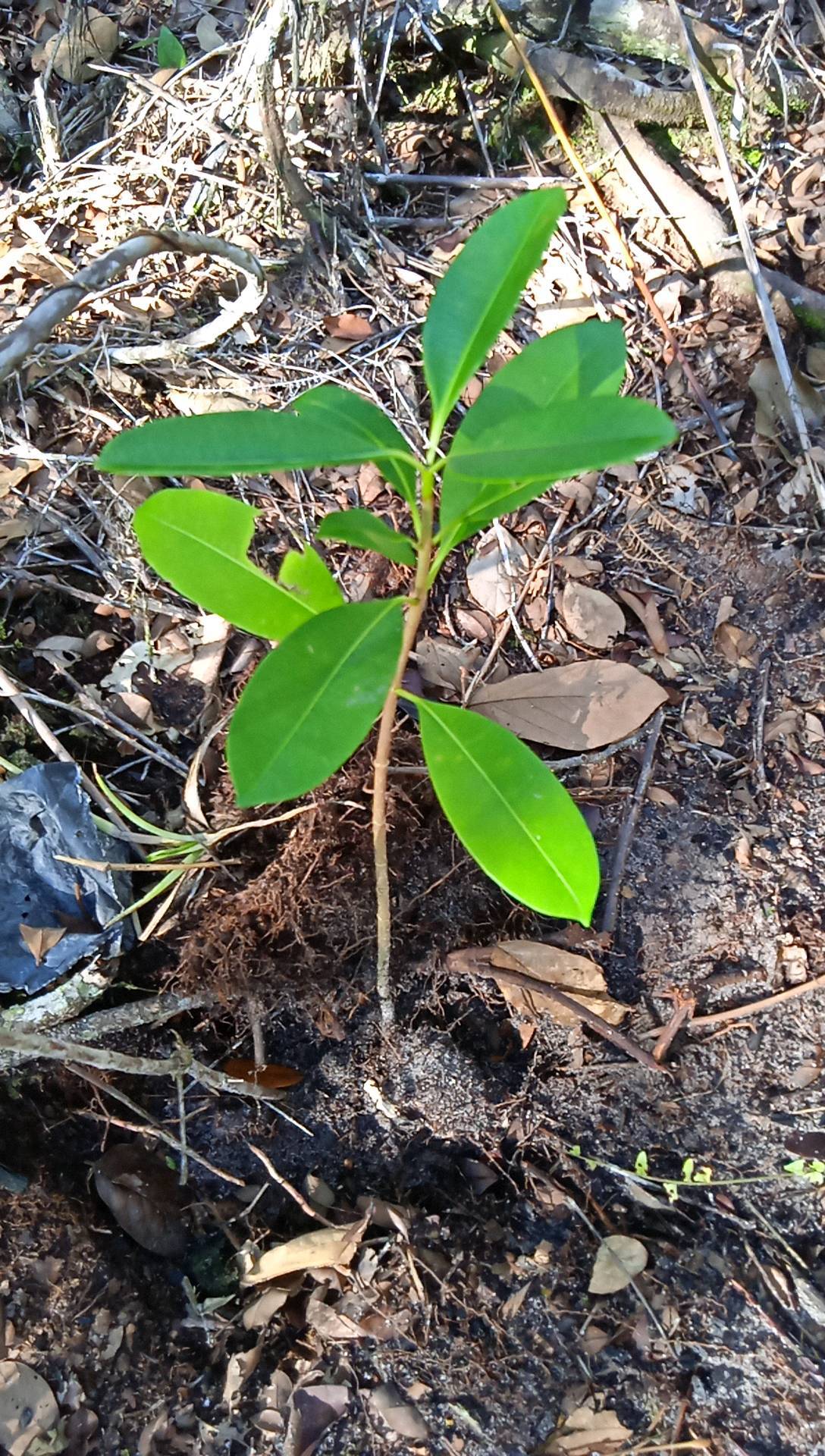 seedling