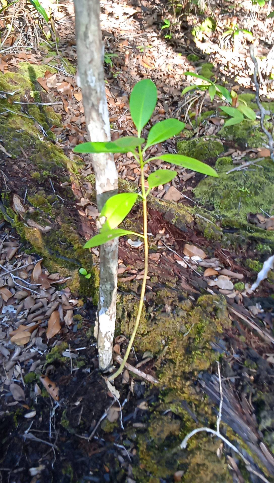 seedling