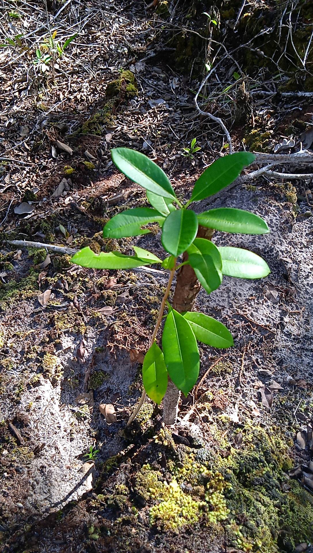 seedling