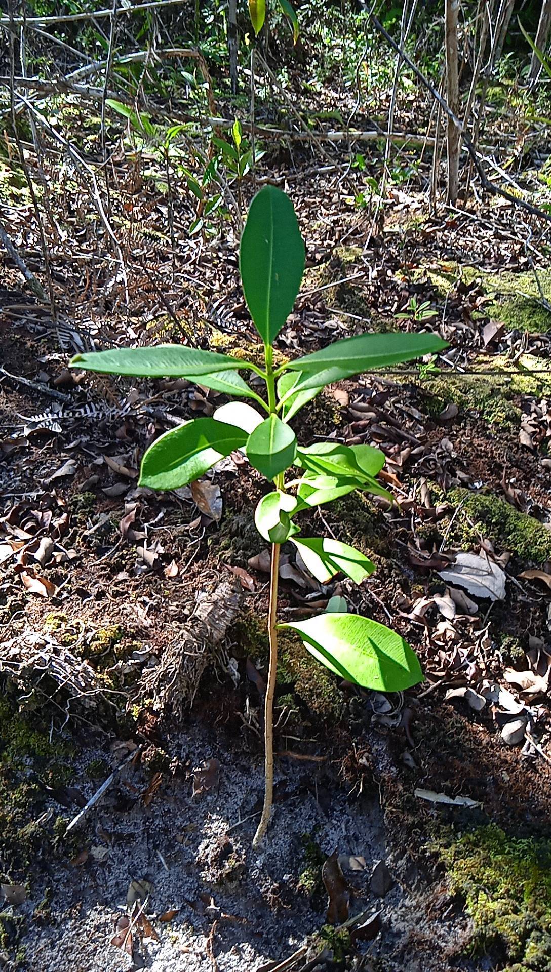 seedling
