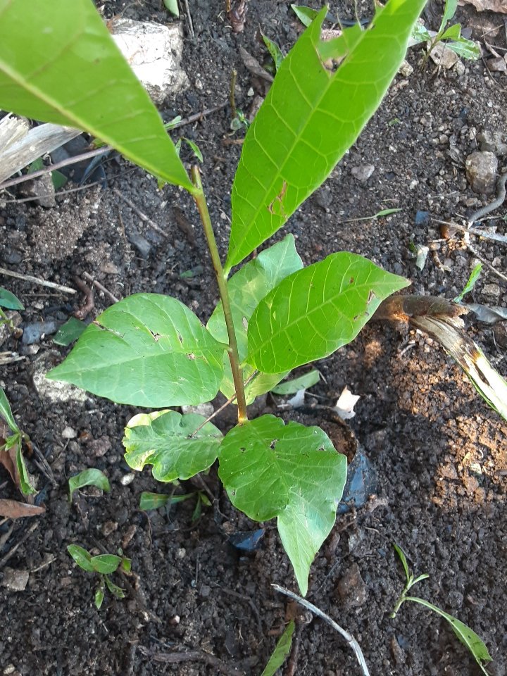 seedling
