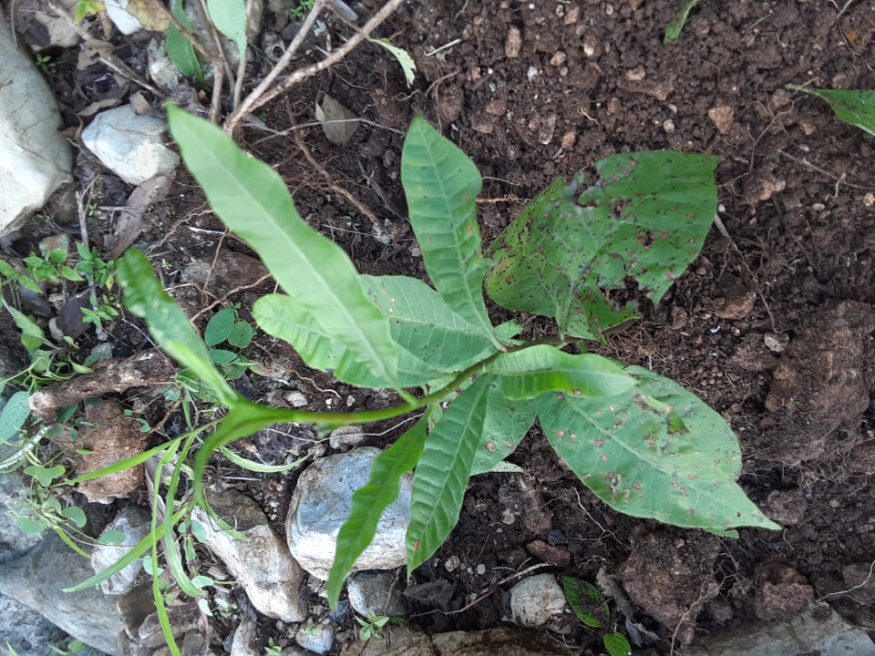 seedling
