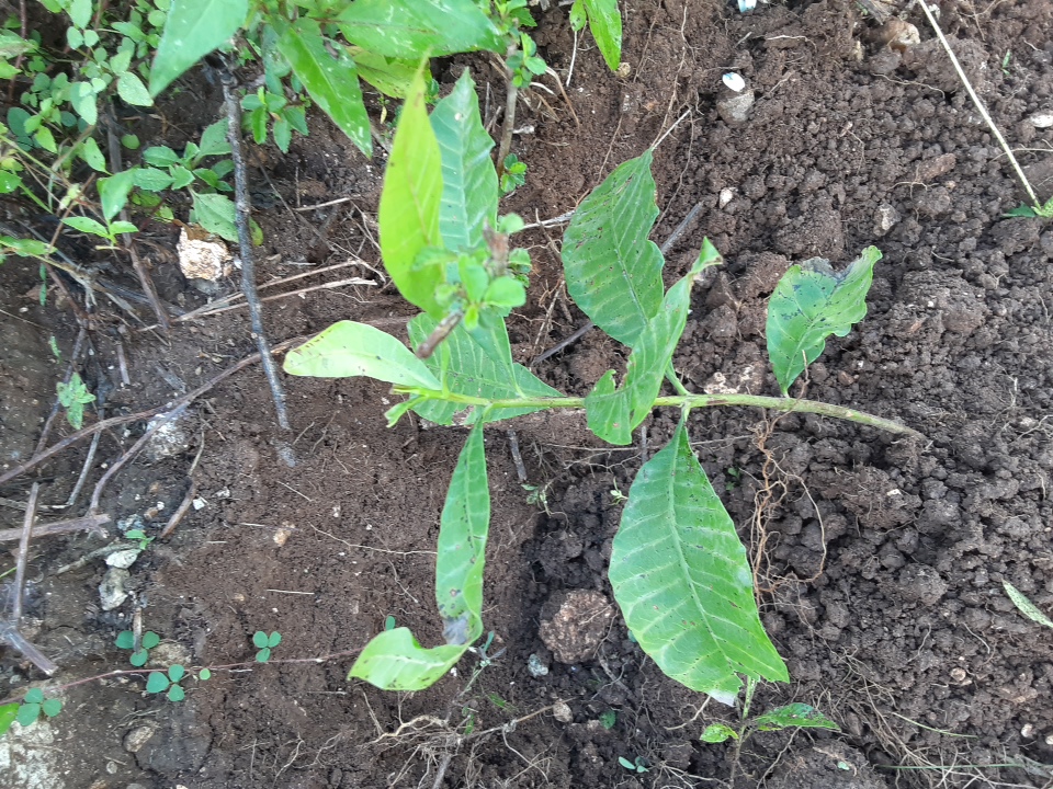 seedling