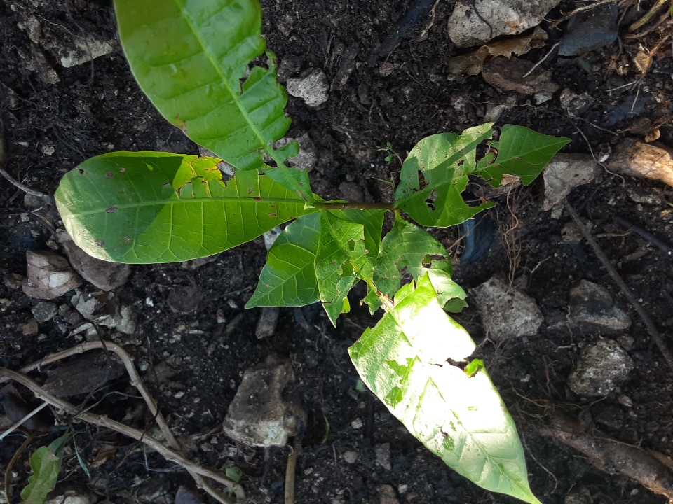 seedling
