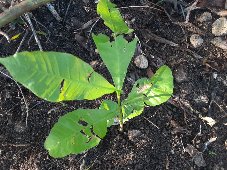 seedling