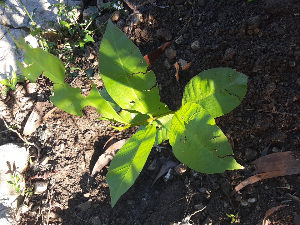 seedling