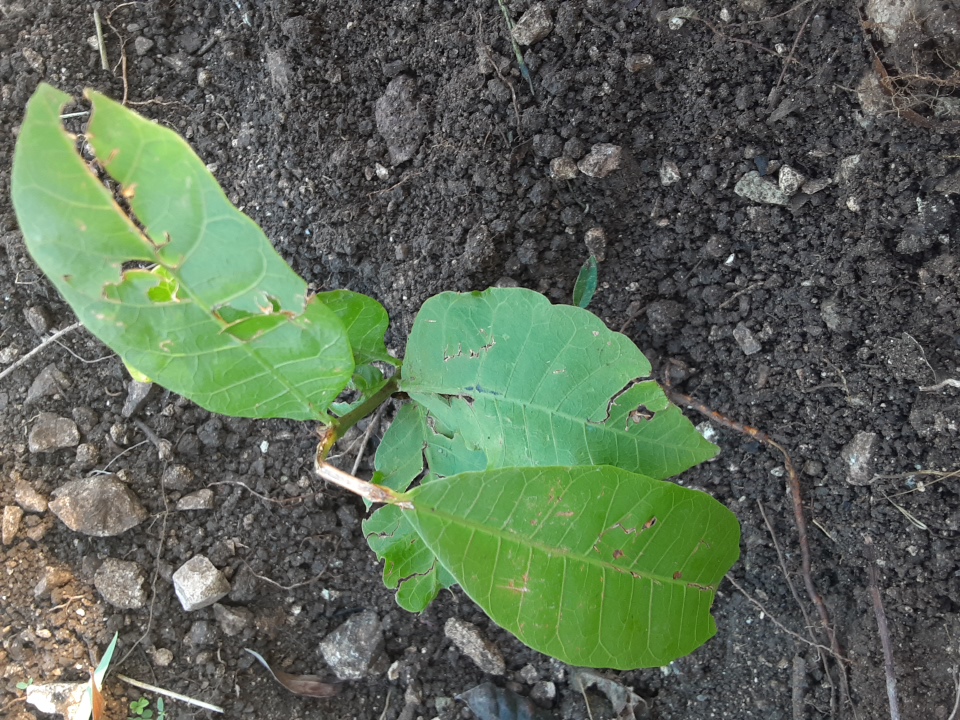 seedling