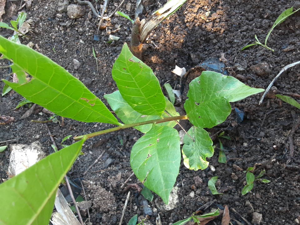 seedling