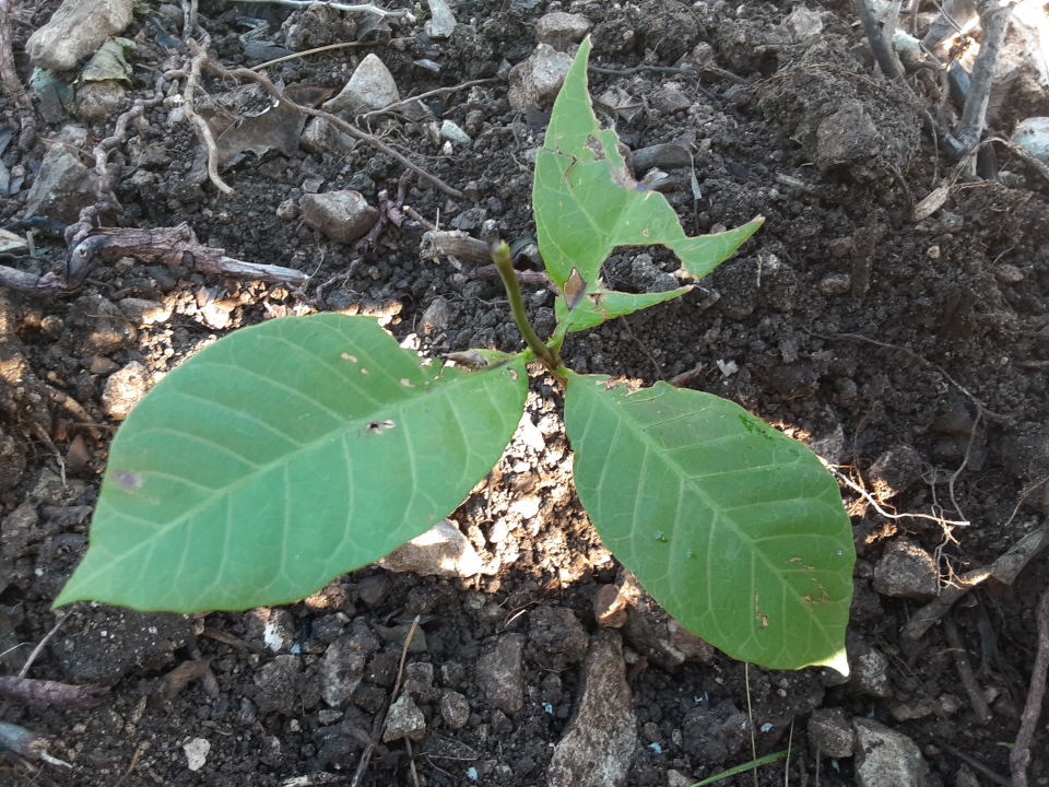 seedling