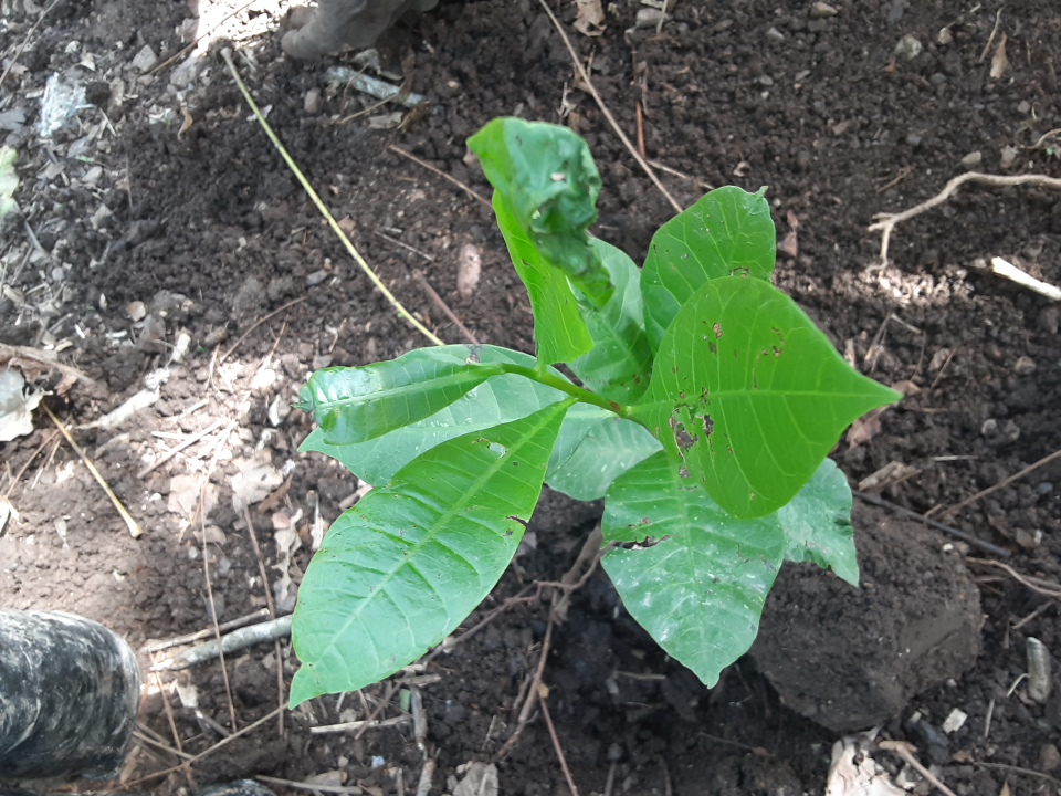 seedling