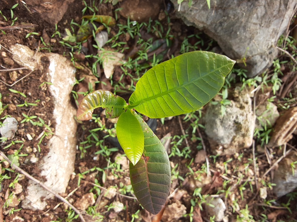 seedling