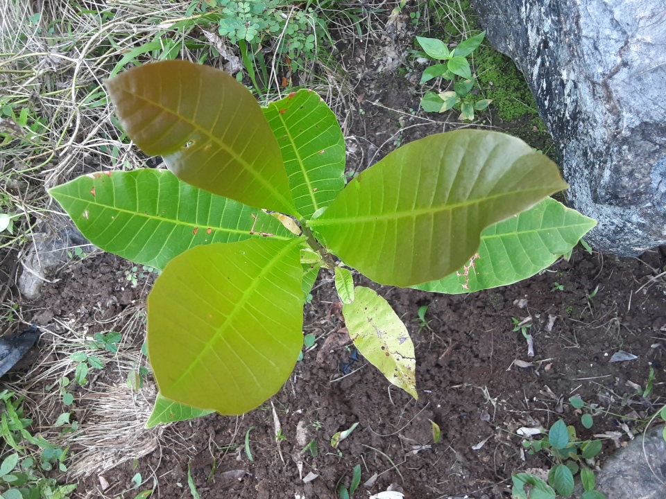 seedling