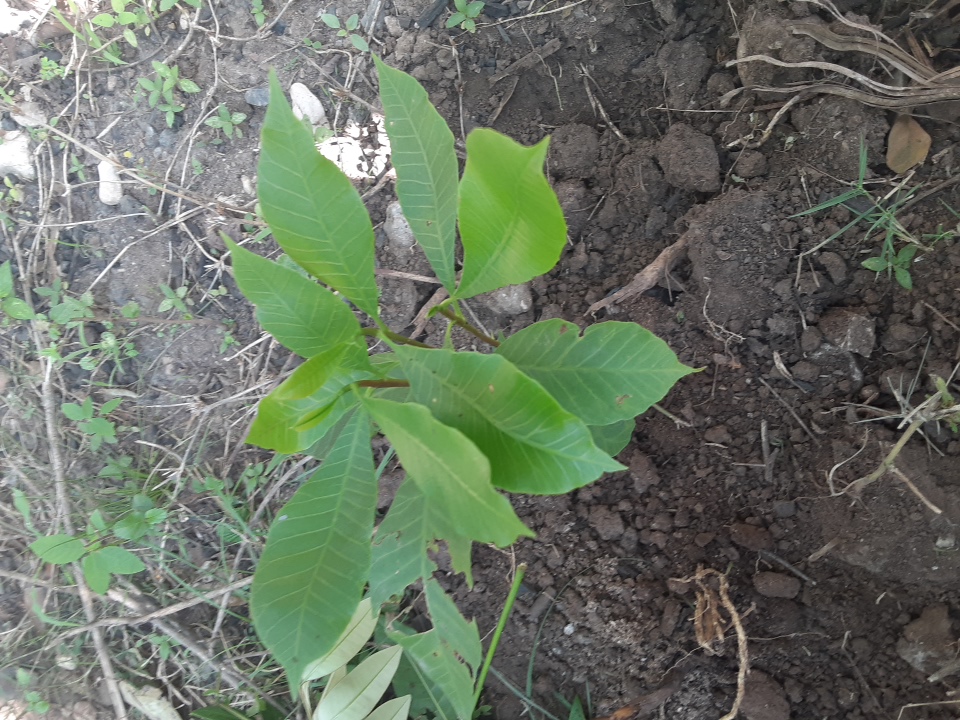 seedling