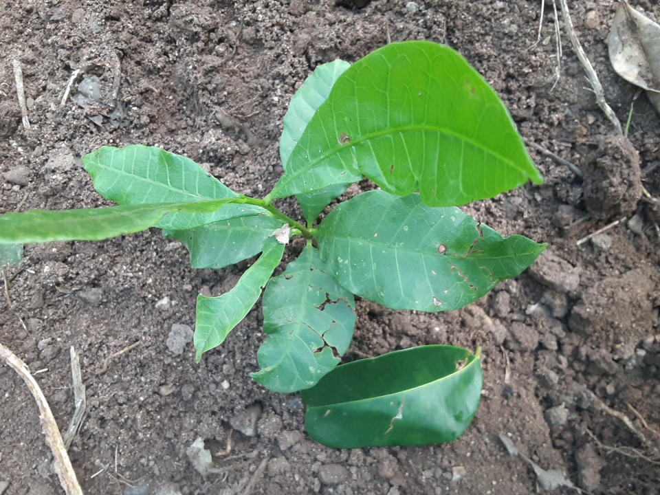 seedling