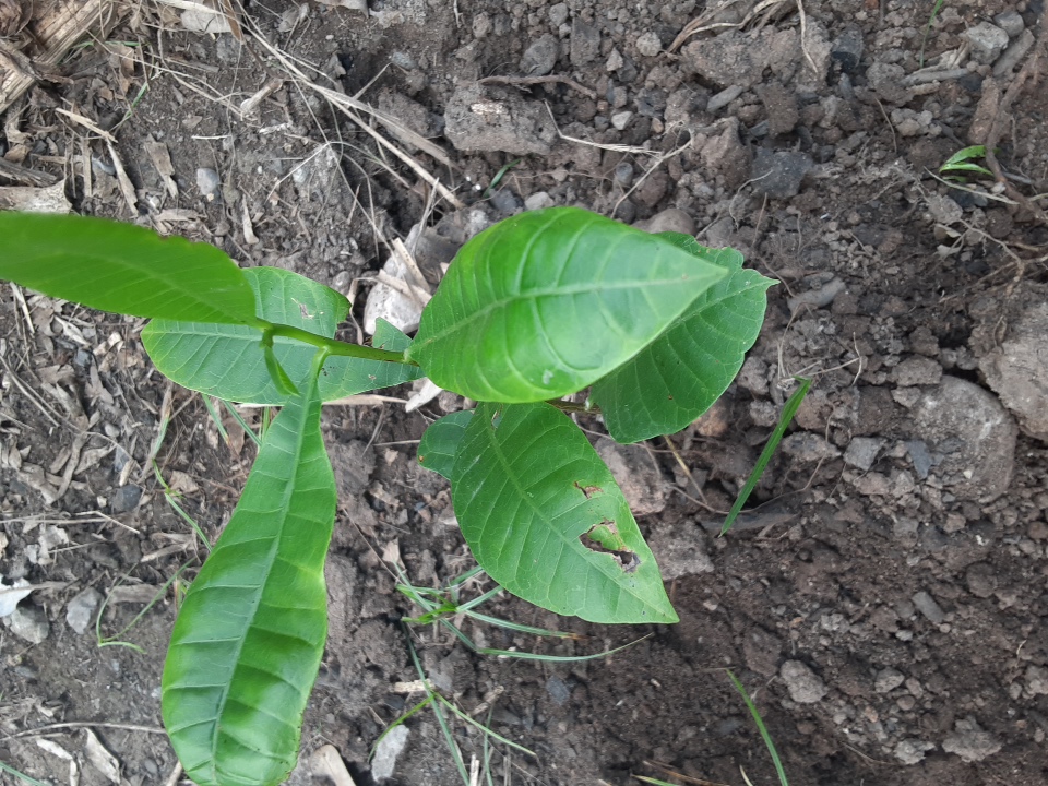 seedling
