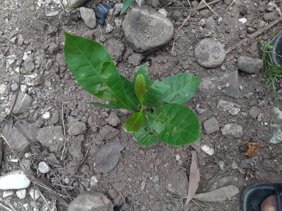 seedling