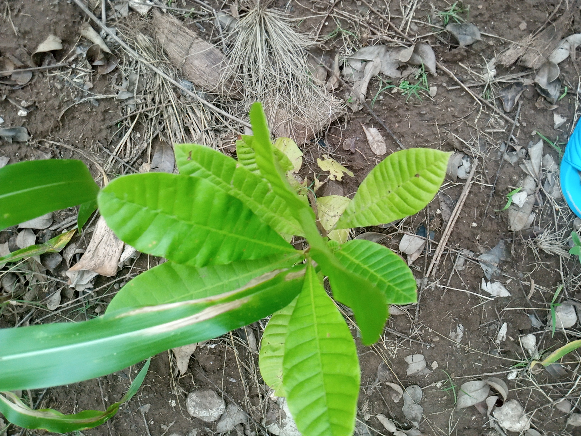 seedling