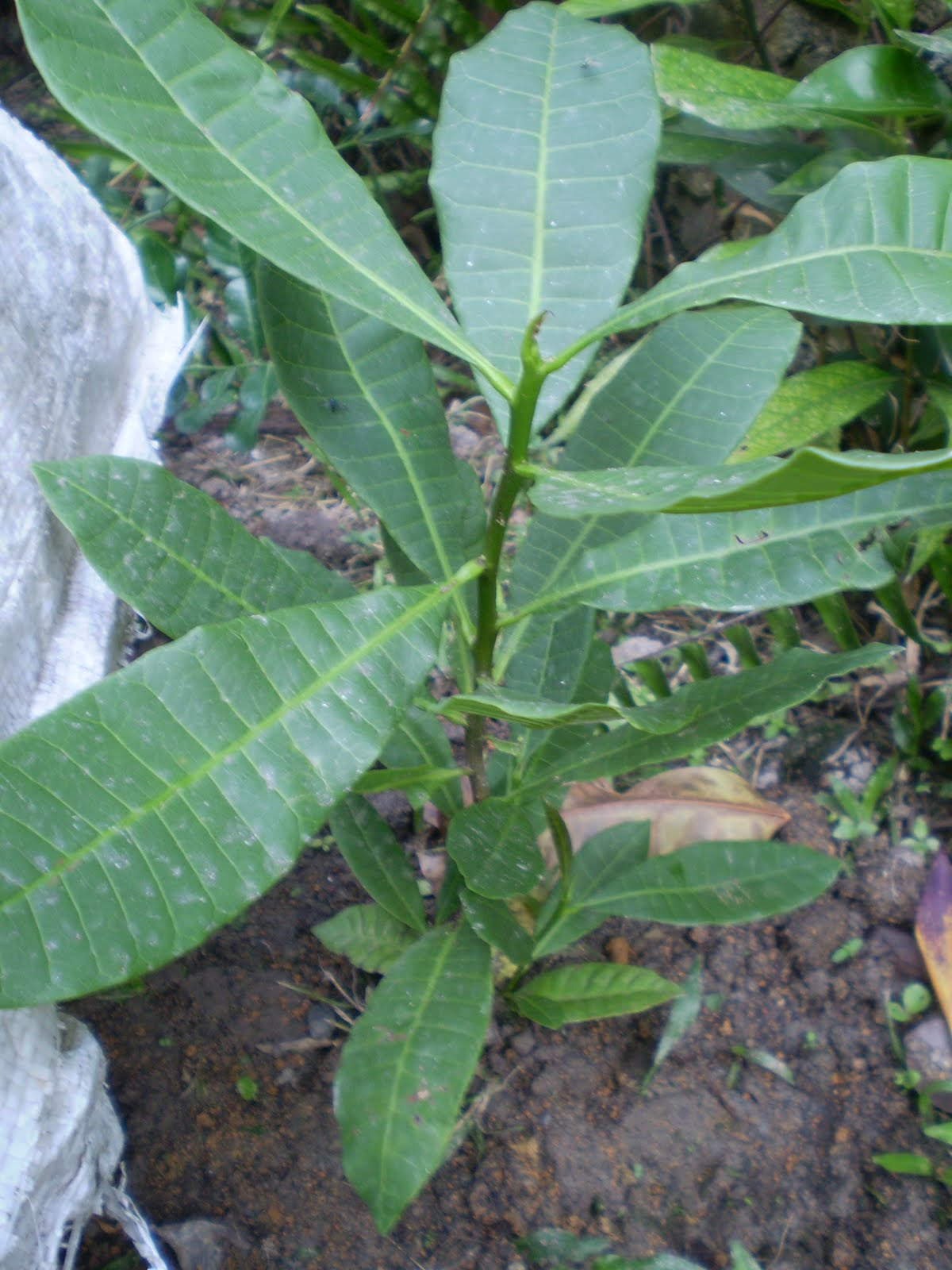 seedling