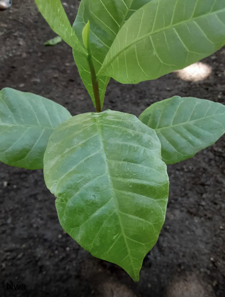 seedling