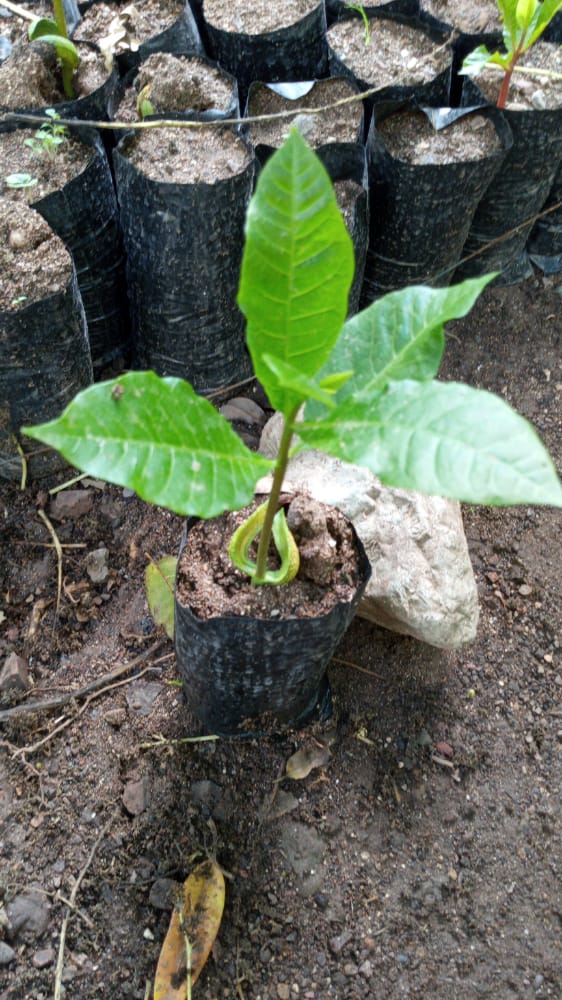 seedling