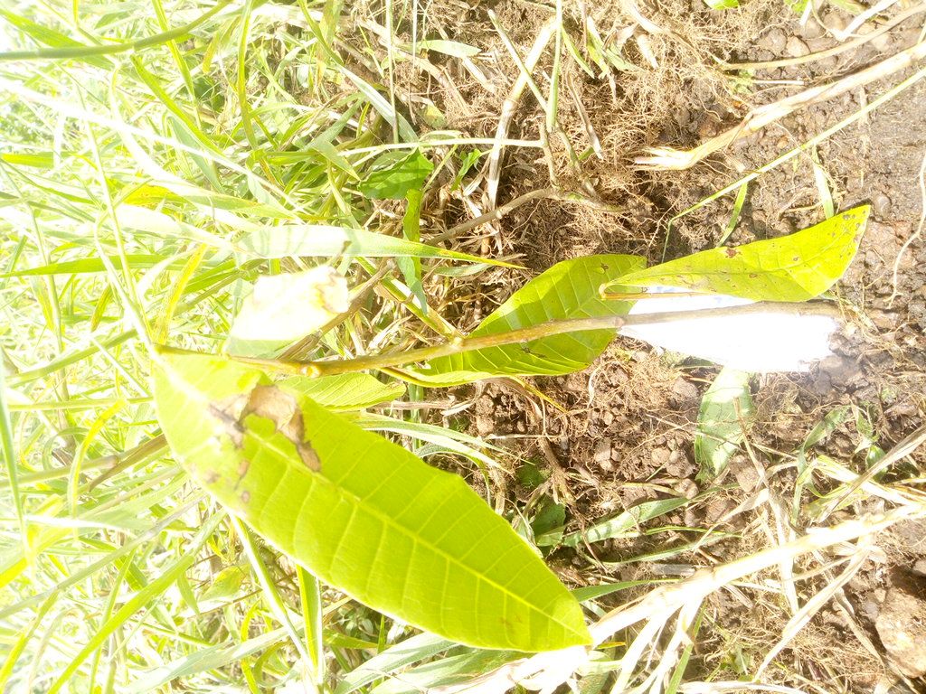 seedling