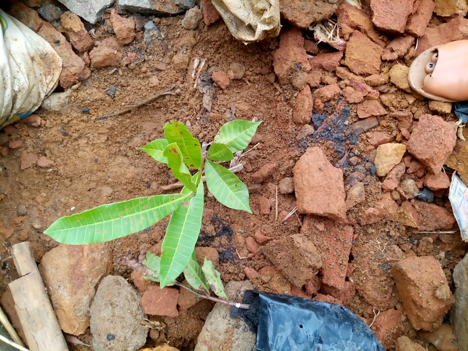 seedling