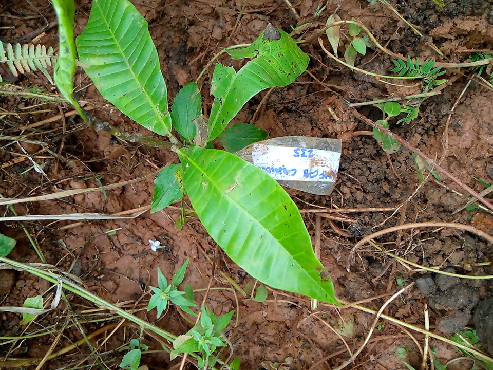 seedling