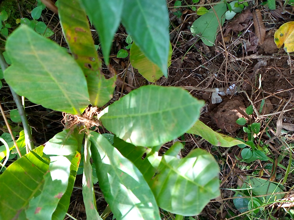 seedling
