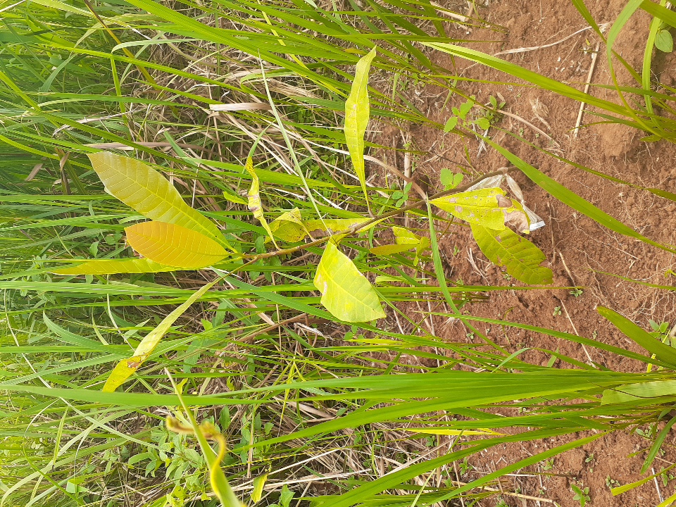seedling