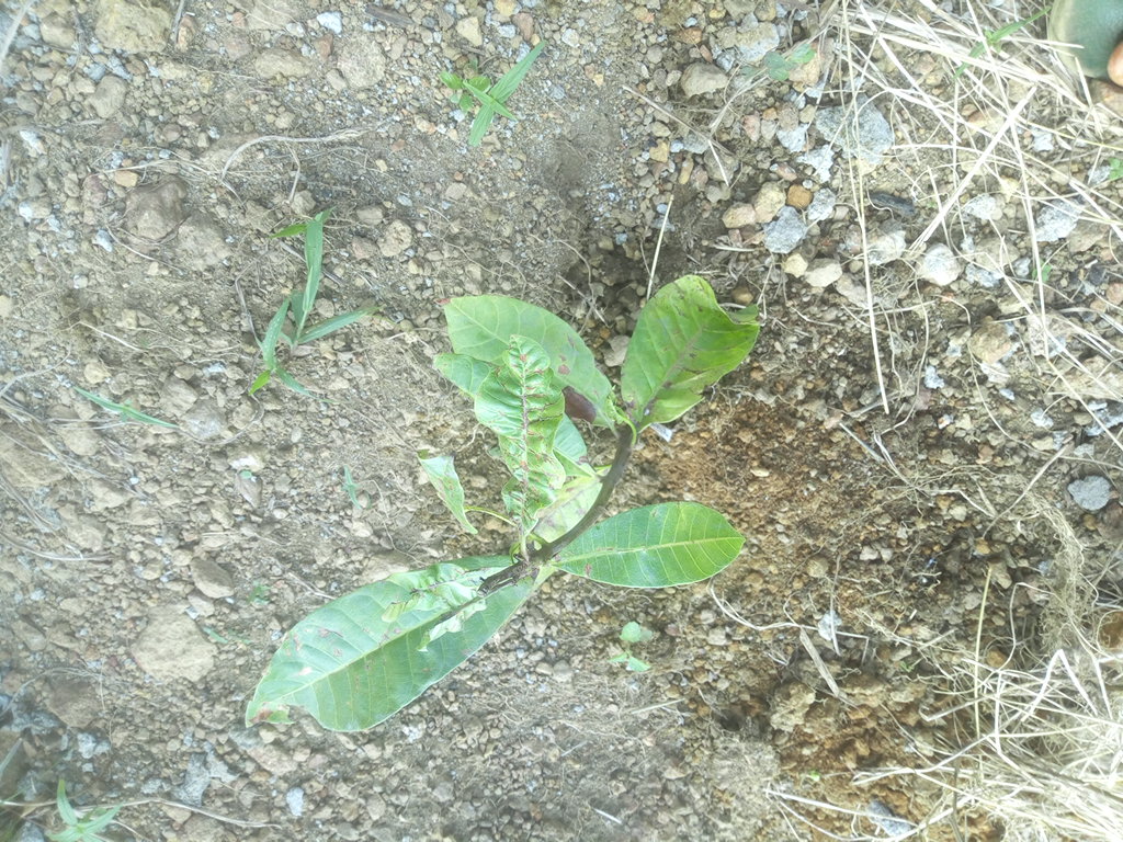 seedling