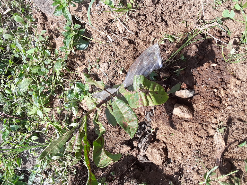 seedling