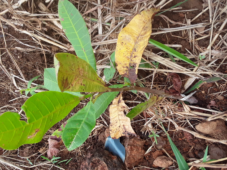seedling