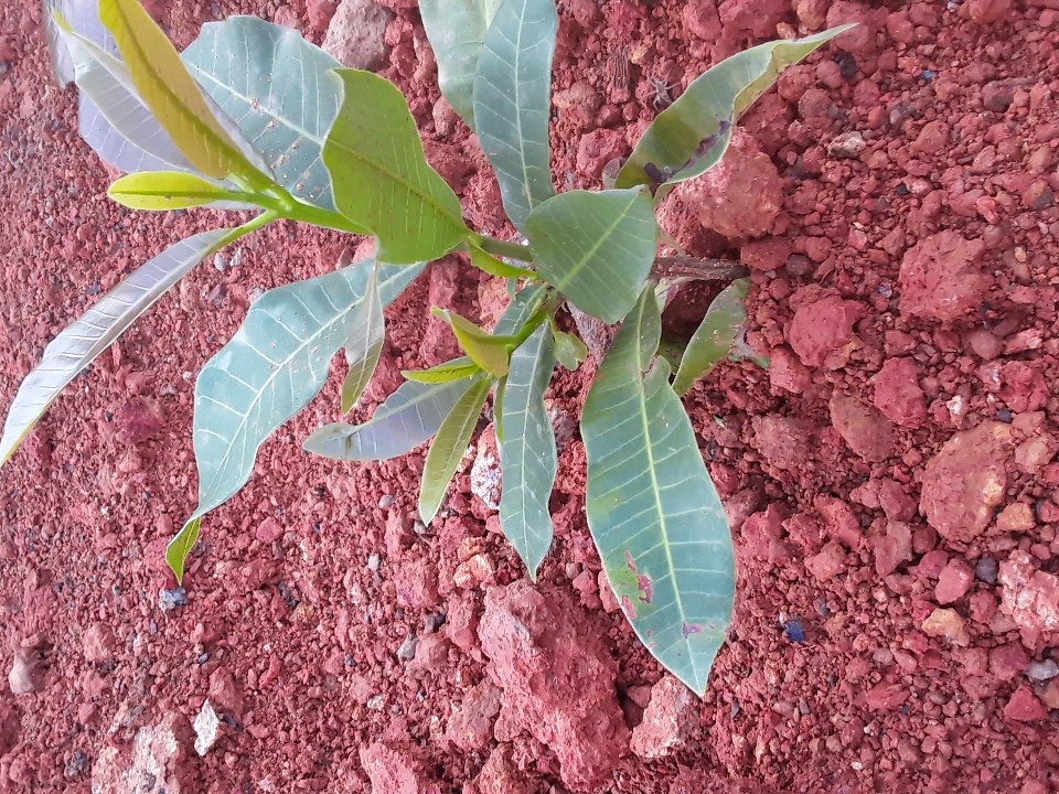 seedling