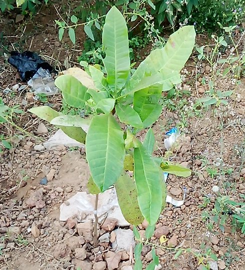 seedling